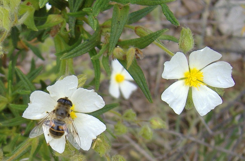 Quale Sirphidae?